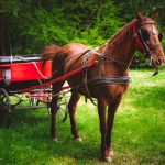 Concours d’attelage