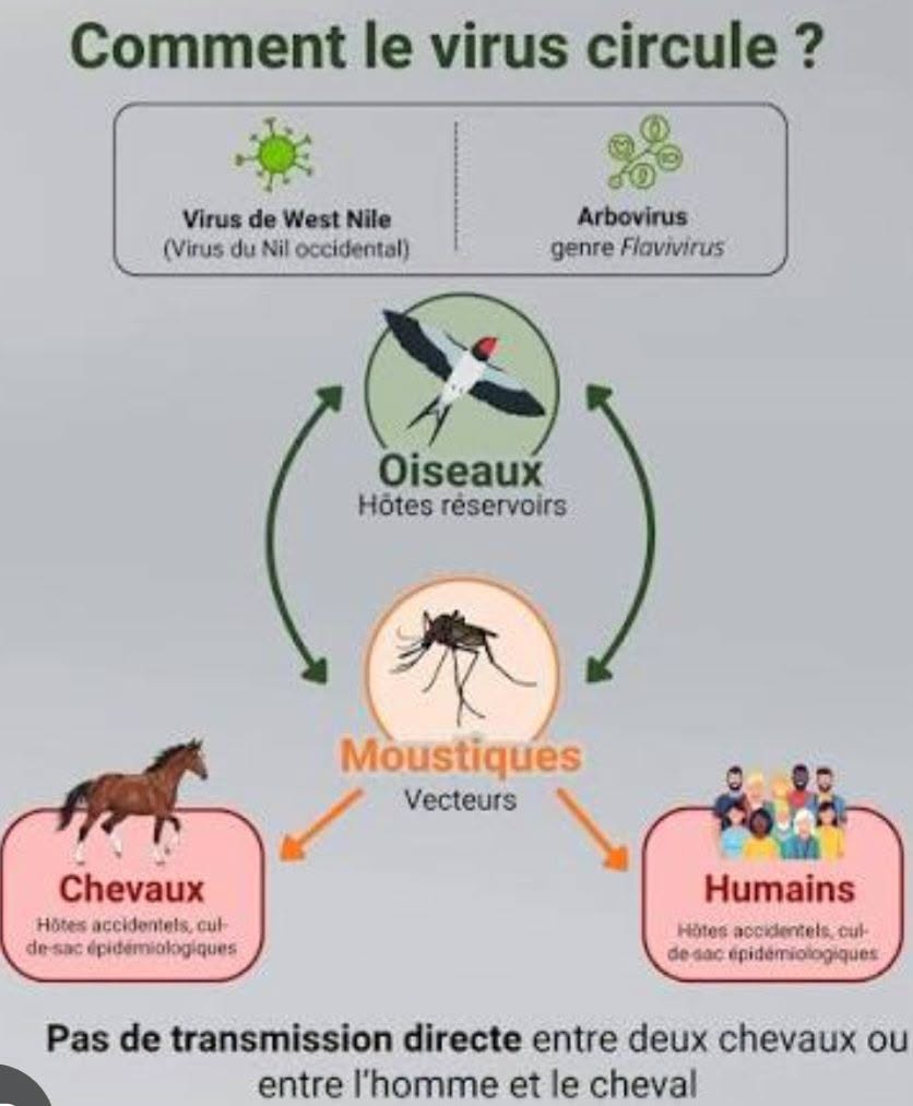 Prévention – virus West Nile